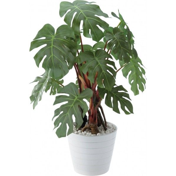 モンステラポット