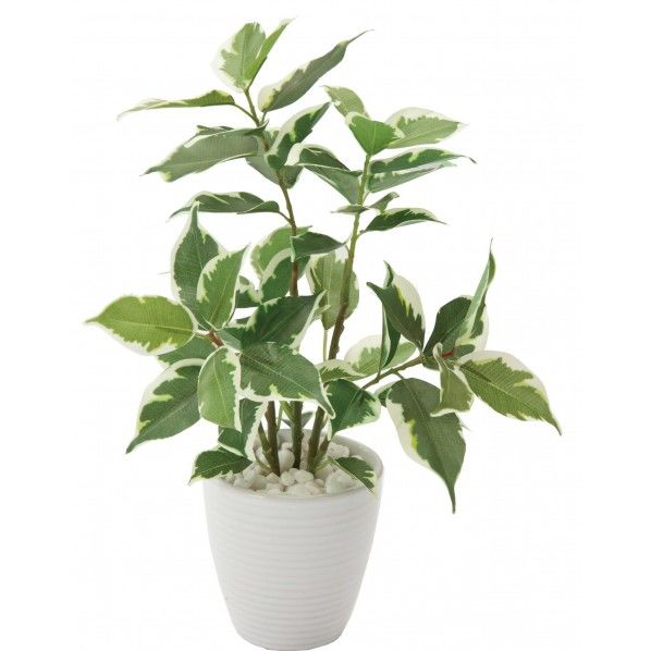 フィカスラインポット GR 便利グッズ(文具・OA機器) GLA-1306 1個