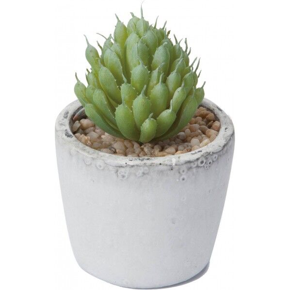 ハオルシアギョクロポットS