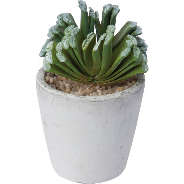 ハオルシアギョクセンポットM