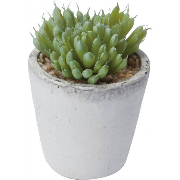 ハオルシアギョクロポットM