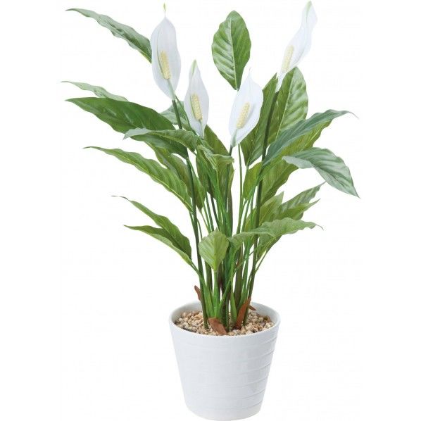 スパシフィラムポット GR 便利グッズ(文具・OA機器) GLA-1439 1個