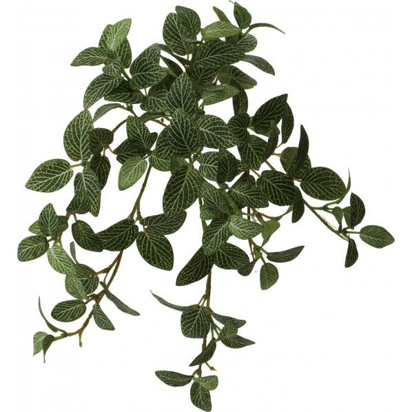 フィトニアハンギングブッシュ GR 便利グッズ(文具・OA機器) GLDD-0004 1本