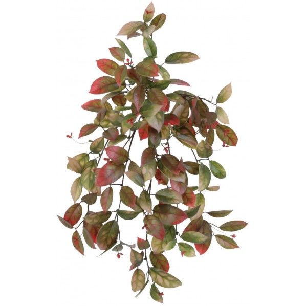 ワンダリングジューレッド