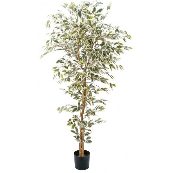 ベンジャミンフィカスハワイアン1.8M 便利グッズ(文具・OA機器) GLP-1310 1本