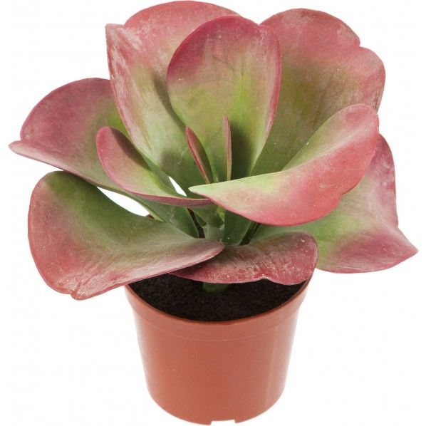 カランコエデザートロー 便利グッズ（文具・OA機器） GLP-1477 1個