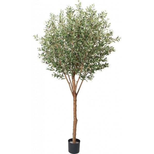 オリーブ 240cm GLP-1489 1本