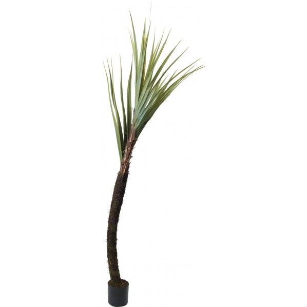 パンダナス 240cm GLP-1492 1本