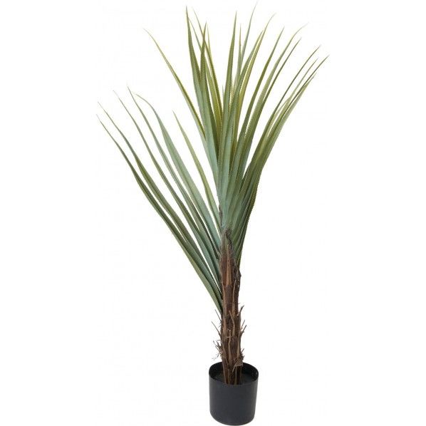 アガベテナータ 160cm GLP-1493 1本