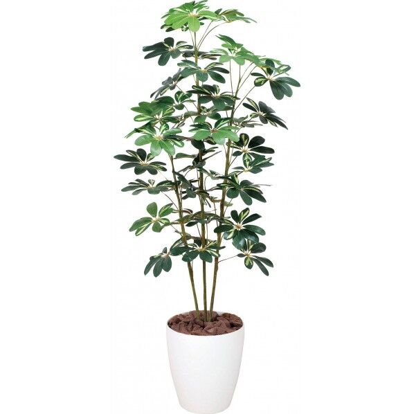 カポックフイリ W 1.5m GLPA-003 1本