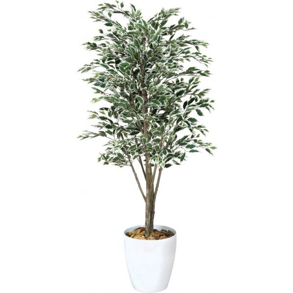 ベンジャミンツリーフイリ W 1.8m GLPA-007 1本