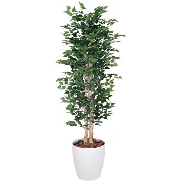 シラカバ W 1.8m GLPA-013 1本