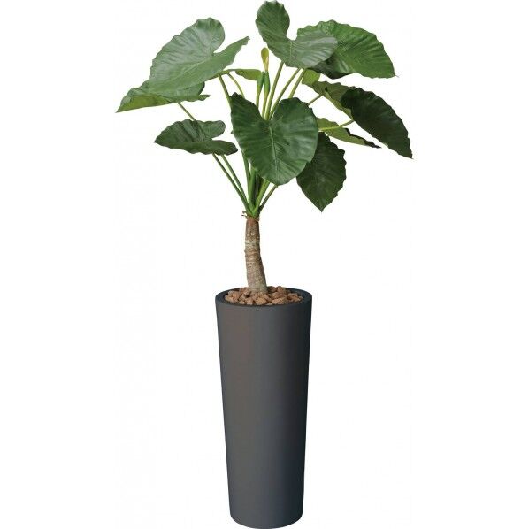 アートクワズイモ BLK 1.8m GLPA-019 1本