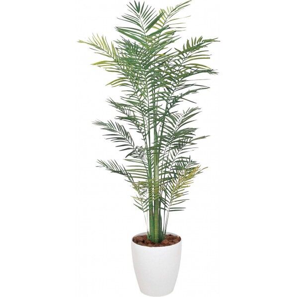 トロピカルアレカパーム W 1.8m GLPA-020 1本