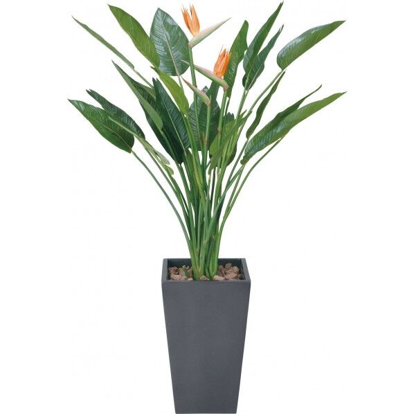 アートストレリチアハナツキ1.6M BLK 便利グッズ(文具・OA機器) GLPA-025 1本