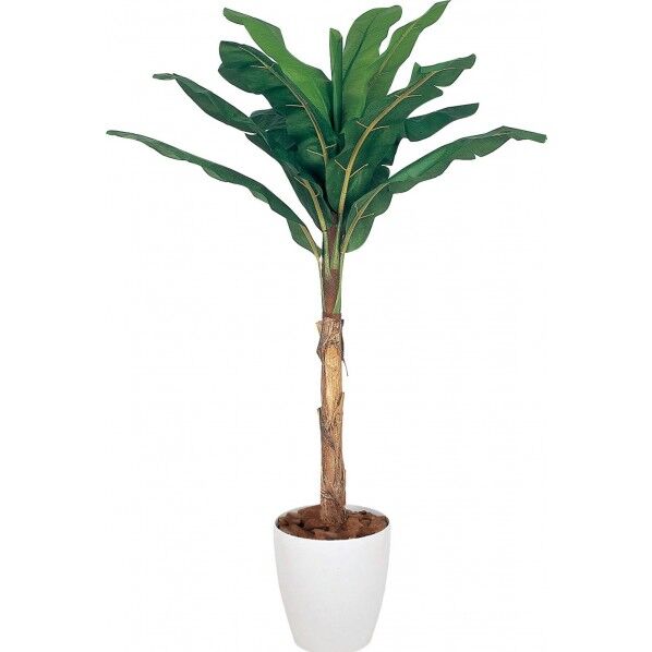 バナナ W 2m GLPA-029 1本