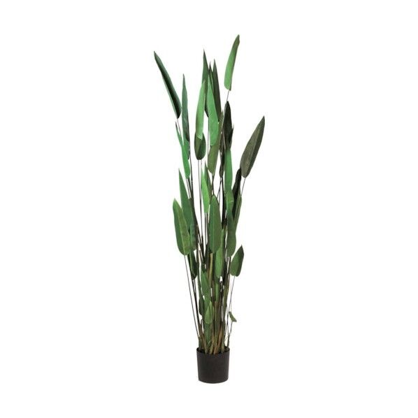 全長200cm 幅55cm 鉢φ20cm×H17cm GLP-1513 1本