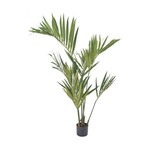 ケンチャヤシ グリーン 全長150cm･幅100cm 鉢:φ15cm×H12.5cm GLP-1528GR 1コ