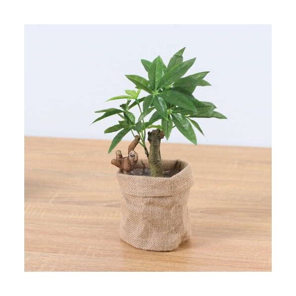 コーヒーノキアサポットナマケモノ 全長29cm  ポット:φ11.5cm x H11.5cm 動物:H:6cm x W:3.8cm x D4cm GLA-1521JA 1本