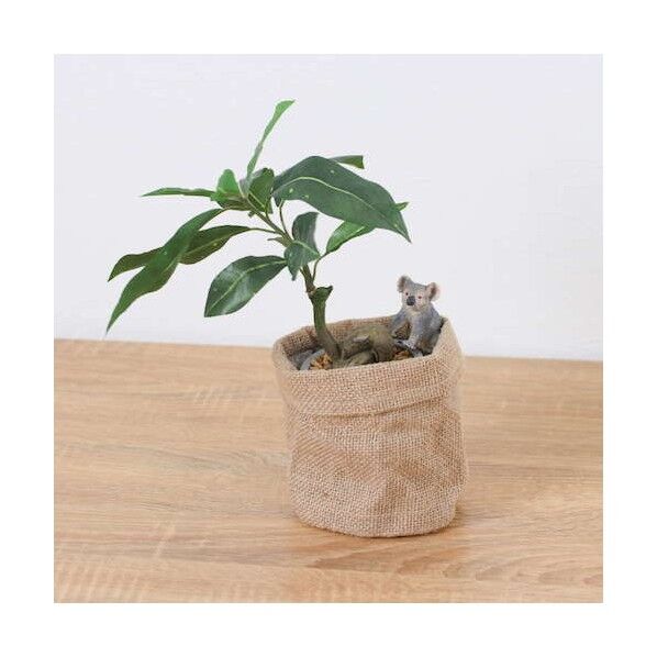 パキラアサポットコアラ 全長32cm  ポット:φ11.5cm x H11.5cm 動物:H:4.8cm x W4.5cm x D3.7cm GLA-1522JB 1本