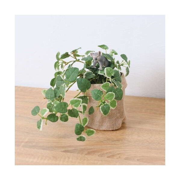 プミラアサポットコアラ 全長24cm ポット:φ11.5cm x H11.5cm 動物:H:4.8cm x W4.5cm x D3.7cm GLA-1529JB 1本