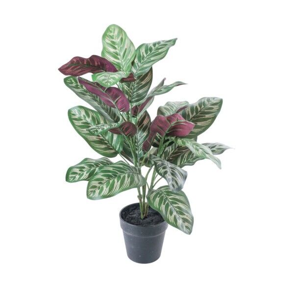 カラテアポット グリーン 全長60cm･幅40cm ポットφ13.5cm×H13cm GLA-1543GR 1本