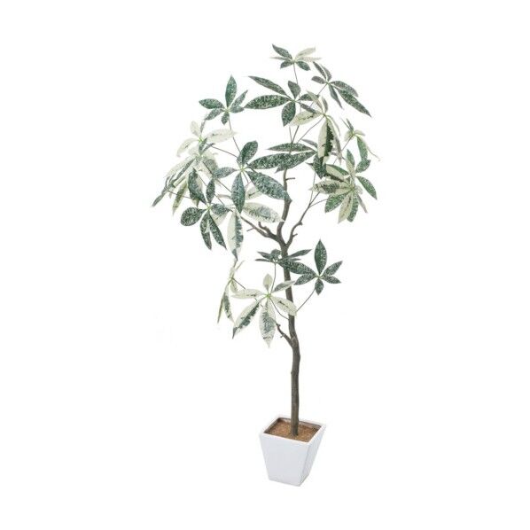 パキラミルキーウェイツリー ホワイトグリーン 全長150cm・幅100cm ポット□17cm×H16cm GLA-1547W/G 1本