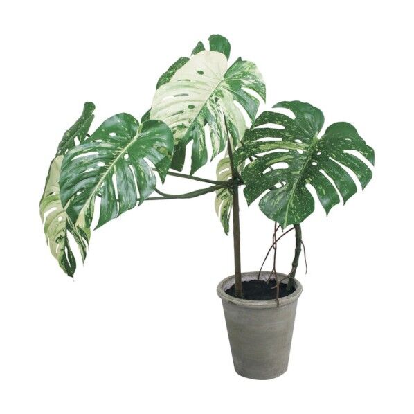 グリーン 全長110cm･幅75cm ポットφ24cm×H26cm GLA-1548GR 1本