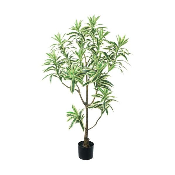 ドラセナインディア ホワイトグリーン 全長115cm・幅45cm ポットφ12.5cm×H11.5cm GLP-1536W/G 1本