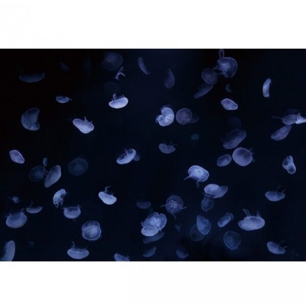 デジタルプリント壁紙 リザーブ(HIGH GRAFICA)風景写真 クラゲアクアリウム ライトブルー Mサイズ(3巾)