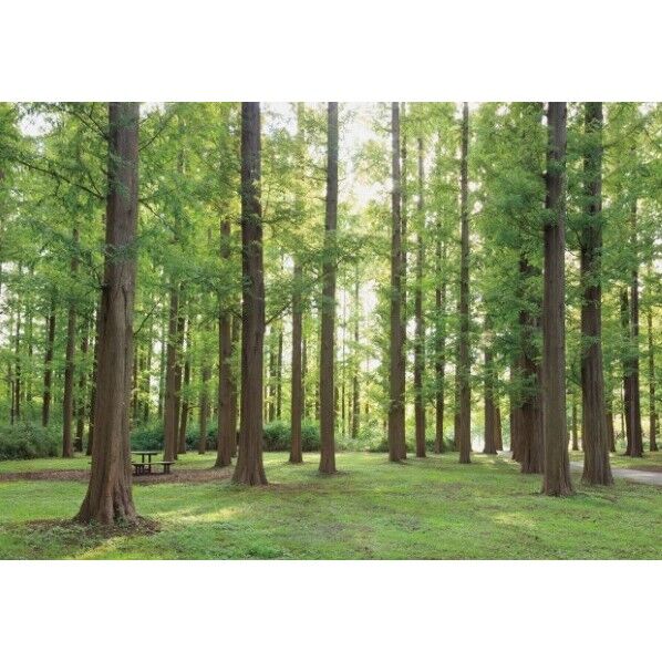 デジタルプリント壁紙 リザーブ(HIGH GRAFICA)風景写真 メタセコイアの森 Lサイズ(4巾)