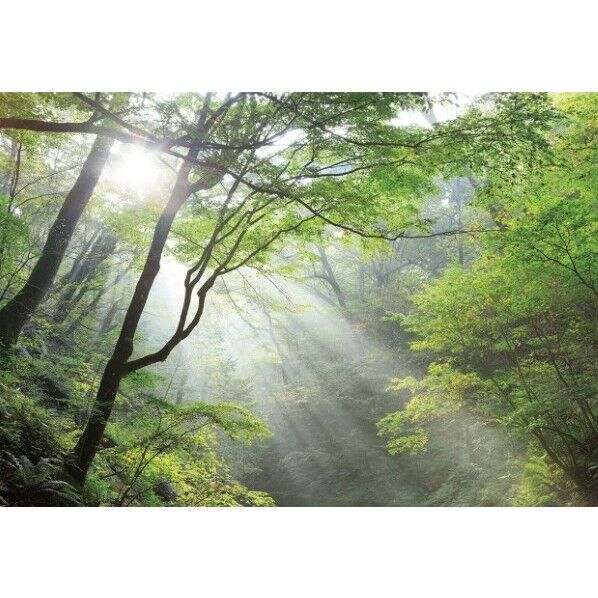 デジタルプリント壁紙 リザーブ(HIGH GRAFICA)風景写真 軽井沢 森の朝 Sサイズ(2巾)