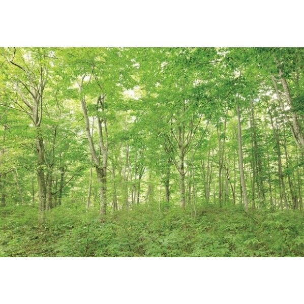 デジタルプリント壁紙 リザーブ(HIGH GRAFICA)風景写真 白神山地 ブナ林 Lサイズ(4巾)