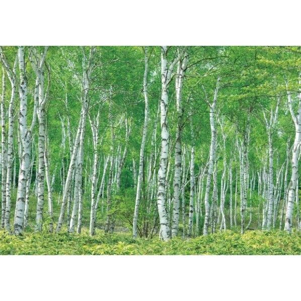 デジタルプリント壁紙 リザーブ(HIGH GRAFICA)風景写真 八千穂高原白樺林(おうち森林浴)Sサイズ(2巾)