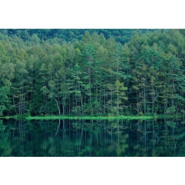 デジタルプリント壁紙 リザーブ(HIGH GRAFICA)風景写真 奥蓼科 御射鹿池 Mサイズ(3巾)