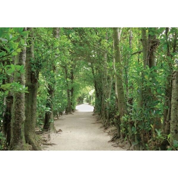 デジタルプリント壁紙 リザーブ(HIGH GRAFICA)風景写真 備瀬 フクギ並木 Mサイズ(3巾)