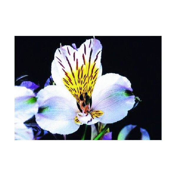 び~看用写真ステッカー アストロメリア PH-13 1点