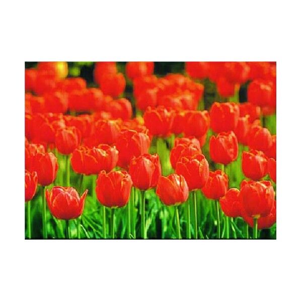 び~看用写真ステッカー チューリップ PH-24 1点