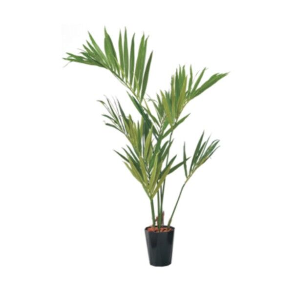 150cmケンチャヤシポット BKL