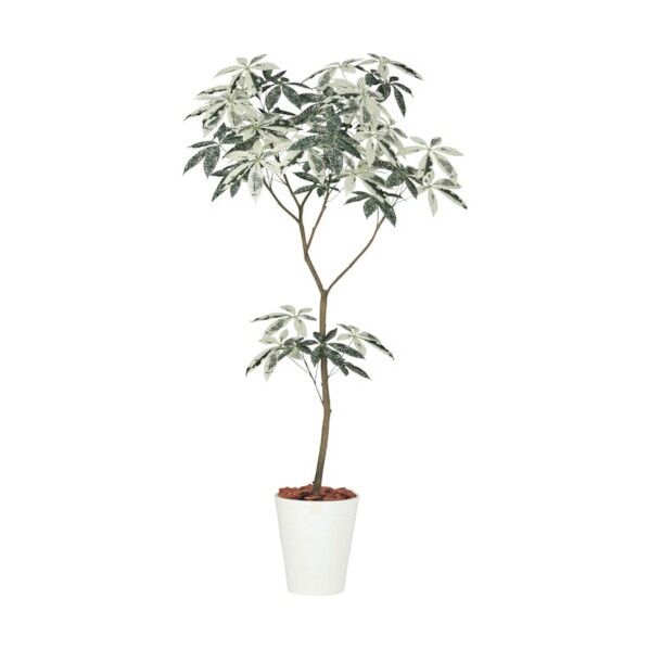 フイリパキラ1．8m