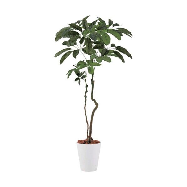 ブラッサイア1.7cm