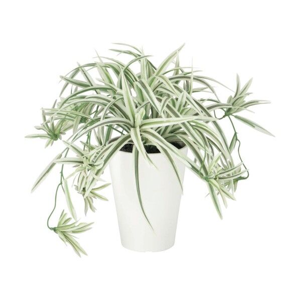 オリズルランポット30cm