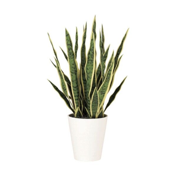 サンスベリアポット65cm