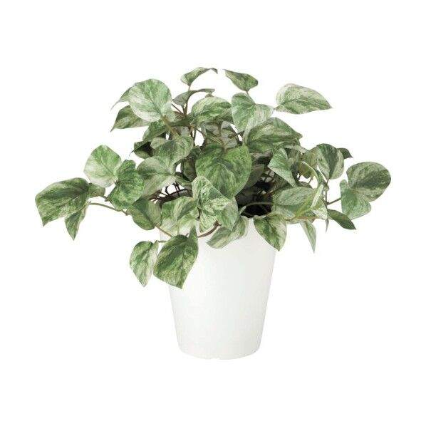 マーブルポトスポット30cm