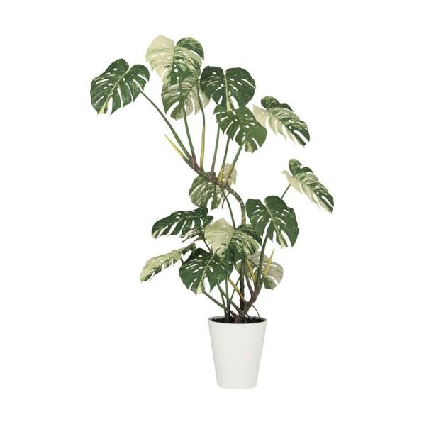 モンステラバリエガータ1．6m