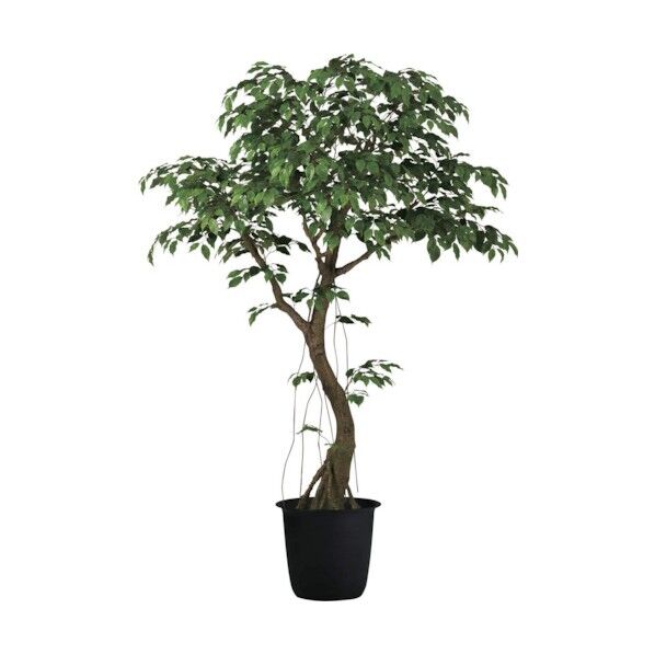 ベンジャミナスプラッシュコアッド2．3m