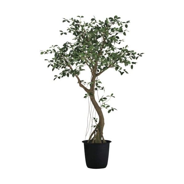 ガジュマルコアッド2．3m