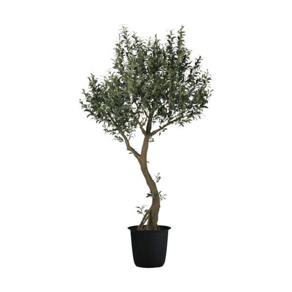 ライブオリーブコアッド2．5m