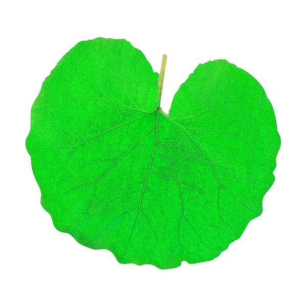 型抜きクリアシート ふき 65365 200枚