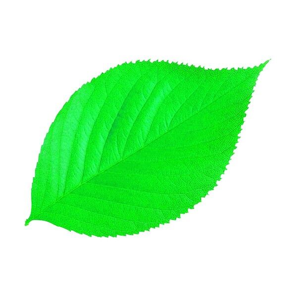 型抜きクリアシート 木の葉 65787 200枚